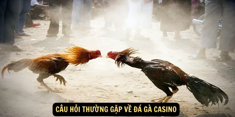 Cau hoi thuong gap ve da ga casino