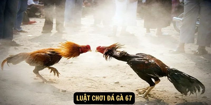 Luat choi da ga 67