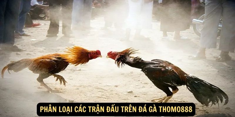 Phan loai cac tran dau tren da ga thomo888