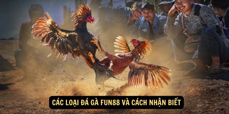 Các loại đá gà FUN88 và cách nhận biết