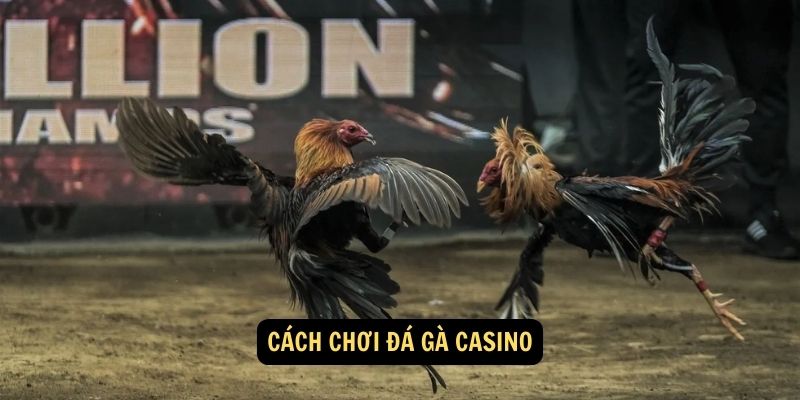 Cách chơi đá gà casino