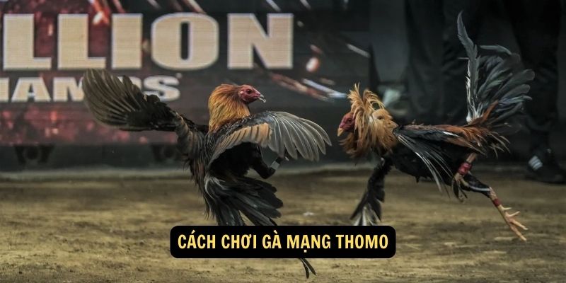 Cách chơi gà mạng thomo