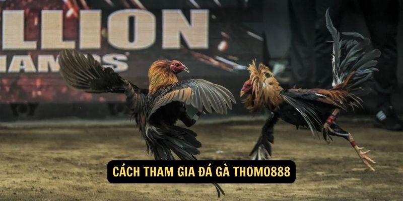 Cách tham gia đá gà thomo888