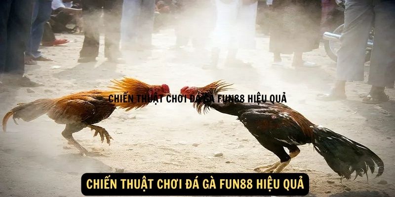 Chiến thuật chơi đá gà FUN88 hiệu quả