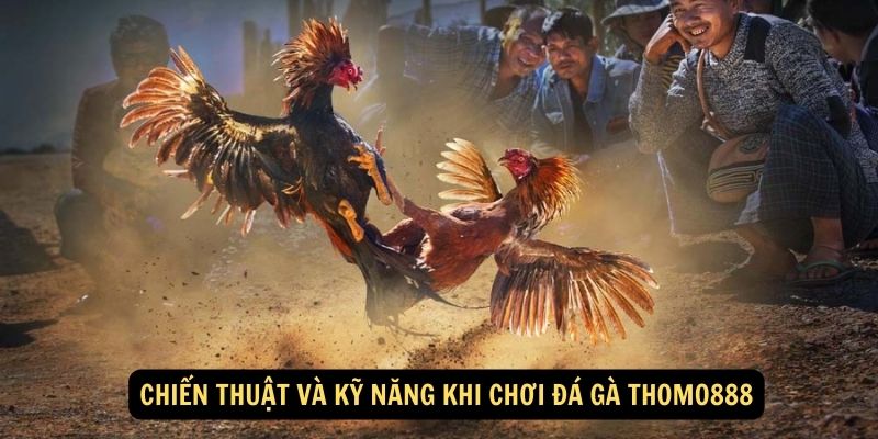 Chiến thuật và kỹ năng khi chơi đá gà thomo888