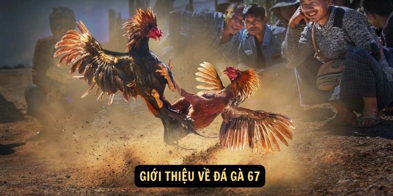 Giới thiệu về đá gà 67