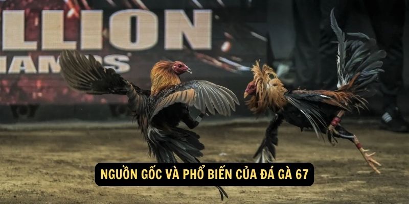 Nguồn gốc và phổ biến của đá gà 67